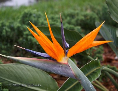 Bird of Paradise 02.jpg