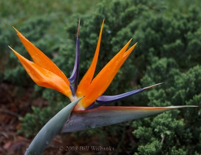 Bird of Paradise.jpg