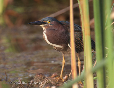Adult Green Heron.jpg