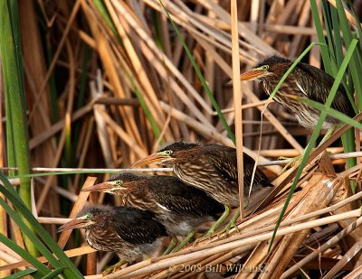Four Young Green Heron.jpg