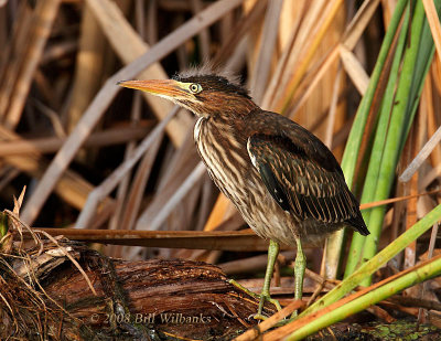 young Green Heron.jpg