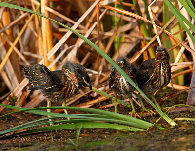 Young Three Green Heron.jpg