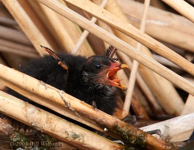 Moorhen Chick.jpg