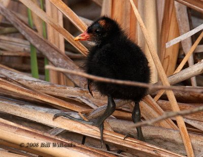 Moorhen Chick 02.jpg