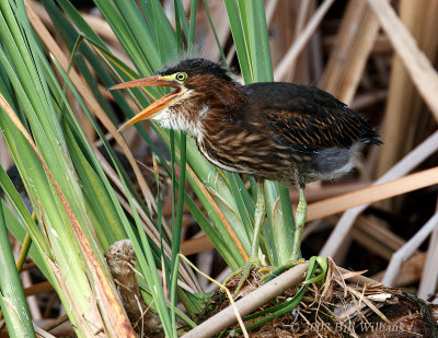 Green Heron chick.jpg