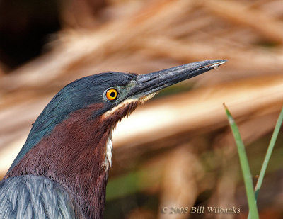 Green Heron Closeup.jpg