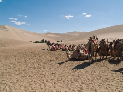 Bactrian Camels