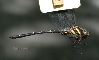 Twin-spotted Spiketail (Cordulegaster maculata) M