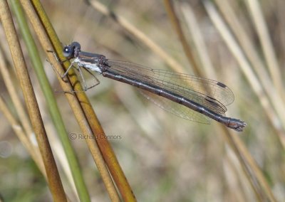 Spotted Spreadwing (Lestes congener) f.