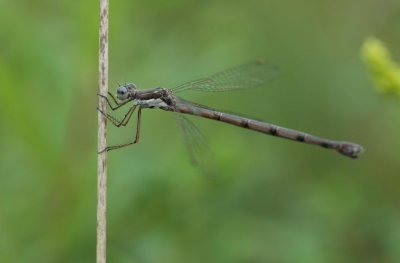 Spotted Spreadwing (Lestes congener) f.