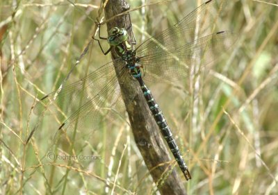 Shadow Darner m