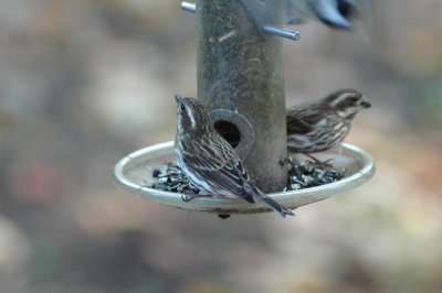 female purple finches