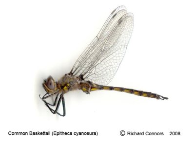 Epitheca cynosura, male