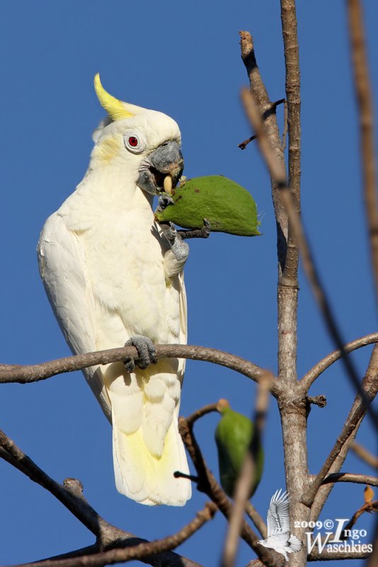 Adult Yellow-crested Cockatoo