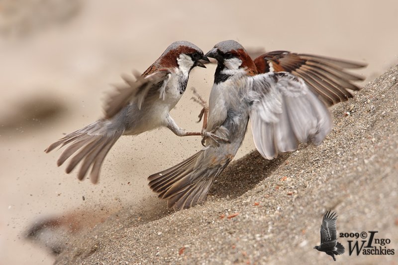 Fighting male House Sparrows