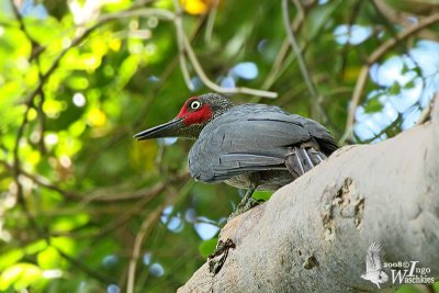 Male Ashy Woodpecker
