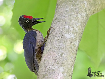 Immature male Ashy Woodpecker
