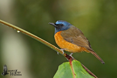 Male Blue-fronted Blue Flycatcher
