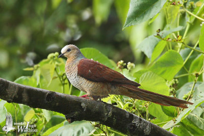 Male Sultan's Cuckoo-Dove (ssp. albicapilla)