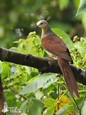 Sultan's Cuckoo-Dove (Macropygia doreya)
