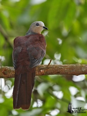 Male Sultan's Cuckoo-Dove (ssp. albicapilla)