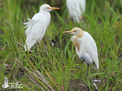 Eastern Cattle Egret