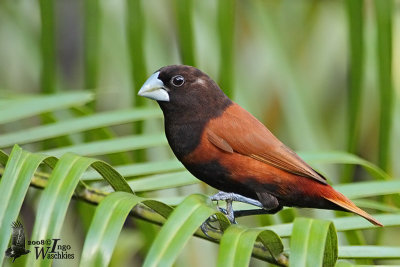 Chestnut Munia (ssp. jagori)