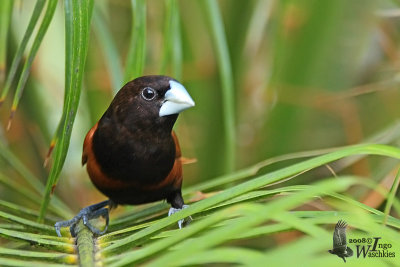 Chestnut Munia (ssp. jagori)