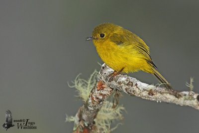 Citrine Canary-Flycatcher