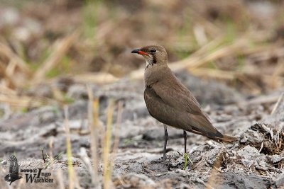 Oriental Pratincole (Glareola maldivarum)