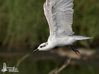 Whiskered Tern