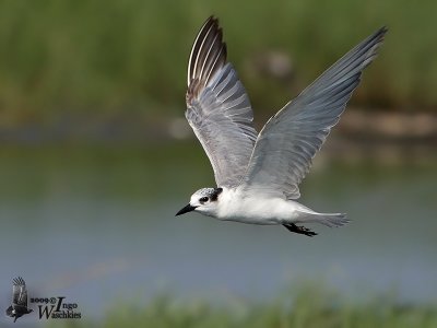 Whiskered Tern