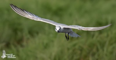 Whiskered Tern