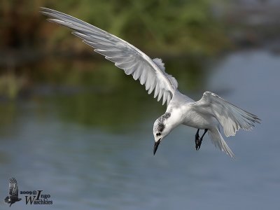 Whiskered Tern