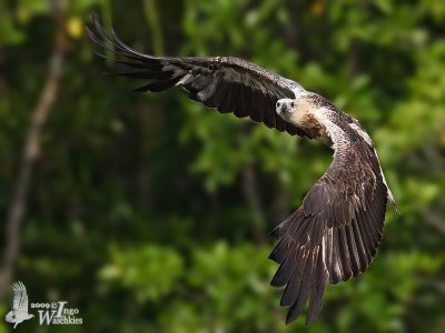 Immature White-bellied Sea Eagle (first or second winter)