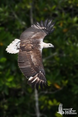 Immature White-bellied Sea Eagle (probably third winter)