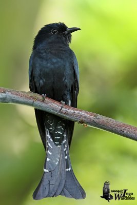 Adult Square-tailed Drongo Cuckoo