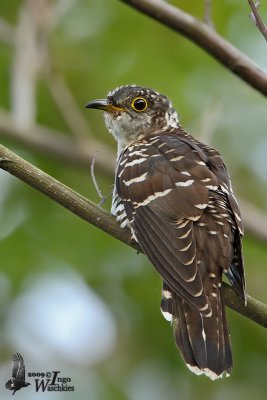 Indian Cuckoo (Cuculus micropterus)