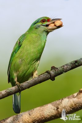 Immature Moustached Barbet