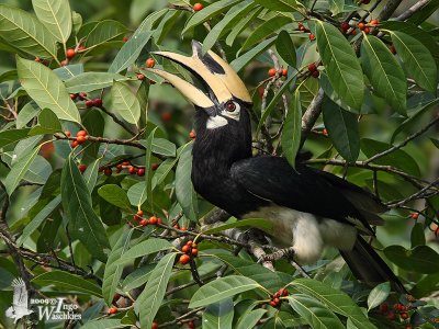 Adult male Oriental Pied Hornbill