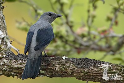 Black-winged Cuckooshrike (Coracina melaschistos)