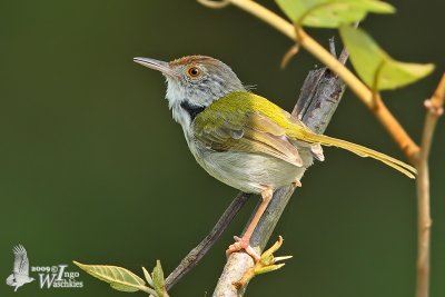 Adult male Common Tailorbird