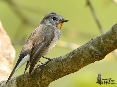 Adult male Taiga Flycatcher in moult