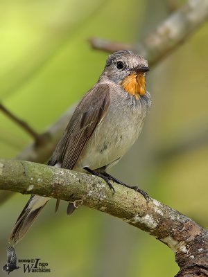 Adult male Taiga Flycatcher in moult