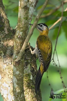 Adult female Laced Woodpecker