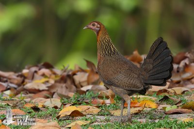 Adult female Red Junglefowl (ssp. gallus)