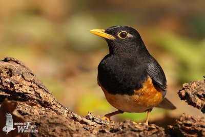 Adult male Black-breasted Thrush
