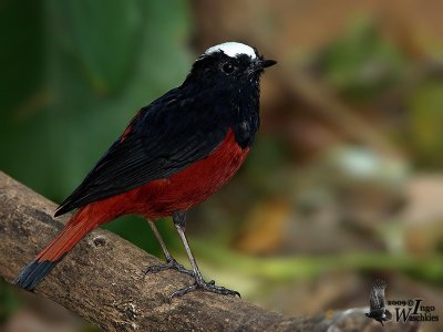 Adult White-capped Redstart