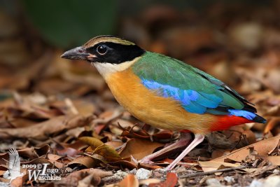 Adult Blue-winged Pitta