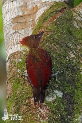 Juvenile Banded Woodpecker (ssp. malaccensis)